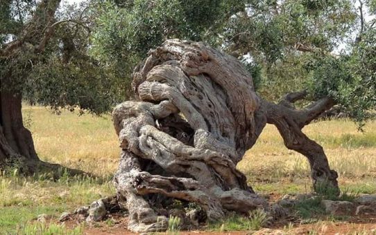 H ασθένεια της Βούλας στην ελιά