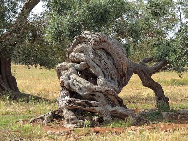 H ασθένεια της Βούλας στην ελιά