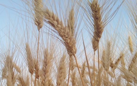 Συνεταιρισμοί : Η απάντηση στην κρίση