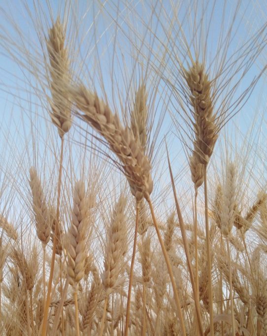 Συνεταιρισμοί : Η απάντηση στην κρίση