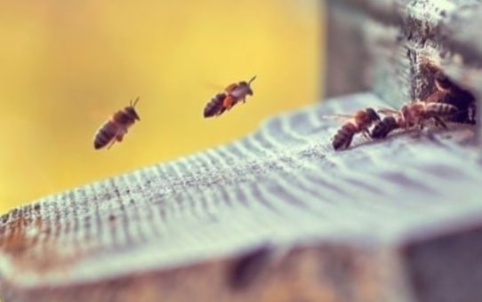 20 Μαΐου: Παγκόσμια Ημέρα Μέλισσας.