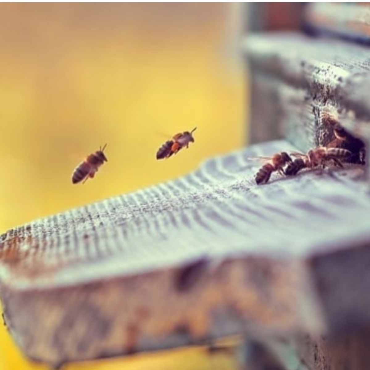 20 Μαΐου: Παγκόσμια Ημέρα Μέλισσας.