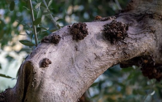 Α.Σ.  Ερυθρών : Καρκίνωση της ελιάς.