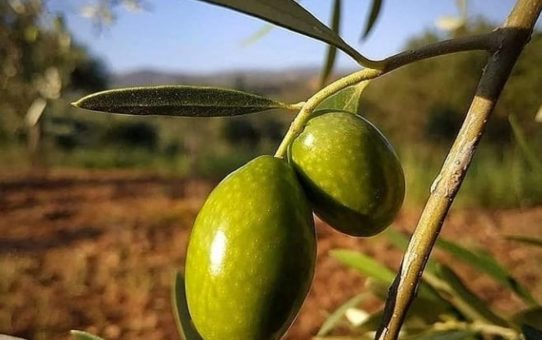 Α.Σ. Ερυθρών : Κλάδεμα Ελιάς.