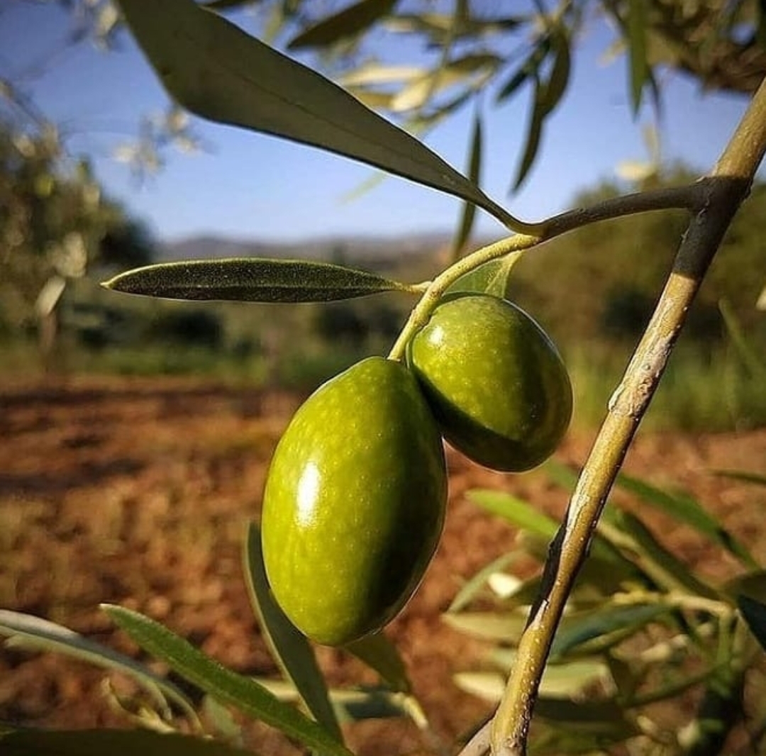 Α.Σ. Ερυθρών : Κλάδεμα Ελιάς.