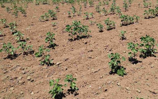 ΠΡΟΒΛΗΜΑΤΑ ΑΠΟ ΤΗΝ ΞΗΡΑΣΙΑ ΣΤΙΣ ΕΡΥΘΡΕΣ ΑΤΤΙΚΗΣ