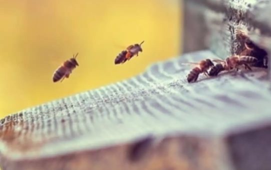 Κάλεσμα στήριξης της πρωτοβουλίας Beelosophy