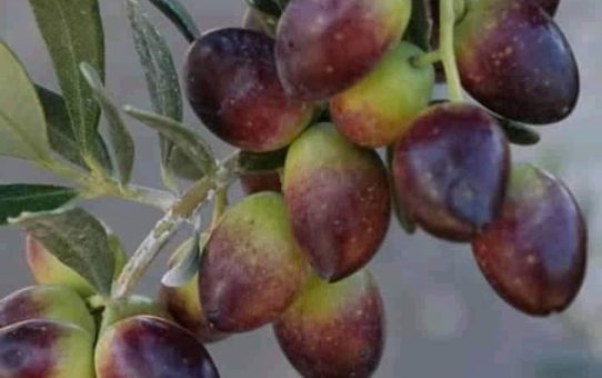 Οδηγίες για τη διαδικασία δήλωσης συγκομιδής ελαιόκαρπου