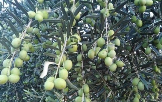 Νέα πρόστιμα. Τι ισχύει για μικροκαλλιεργητές στις ελιές