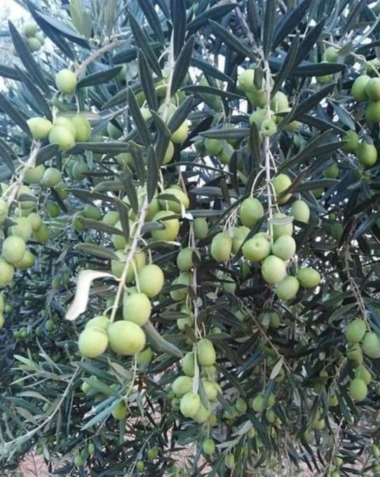Νέα πρόστιμα. Τι ισχύει για μικροκαλλιεργητές στις ελιές