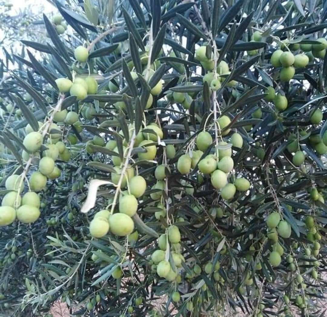 Νέα πρόστιμα. Τι ισχύει για μικροκαλλιεργητές στις ελιές