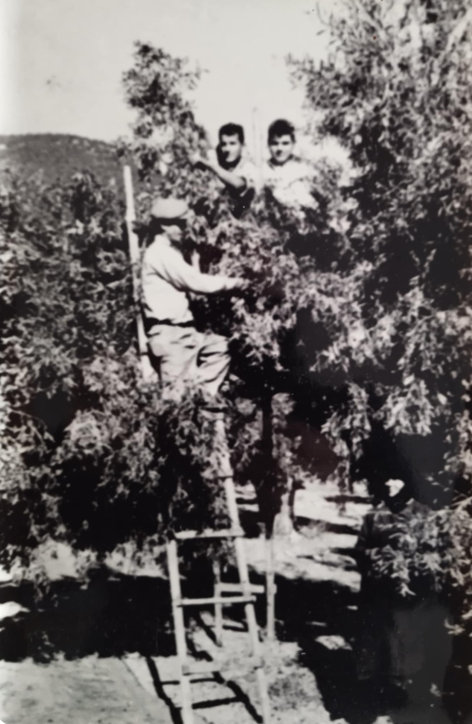 Δράση Κοινωνικής Προσφοράς του Αγροτικού Συνεταιρισμού Ερυθρών