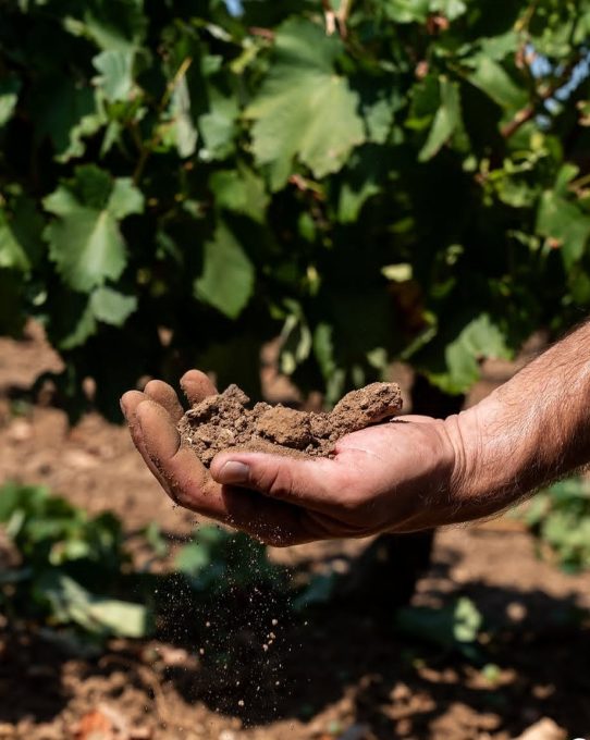 Έκκληση του Αγροτικού Συνεταιρισμού Ερυθρών για Άμεσες Παρεμβάσεις στον Αγροτικό Τομέα