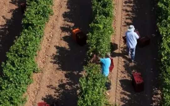 Κλάδεμα αμπέλου