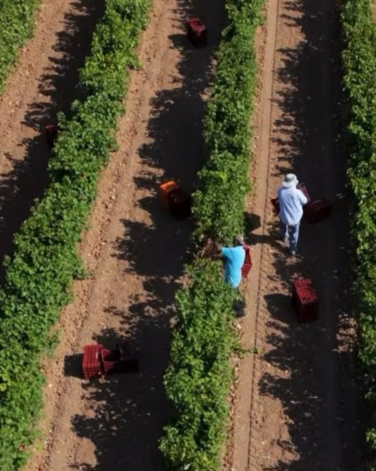 Κλάδεμα αμπέλου