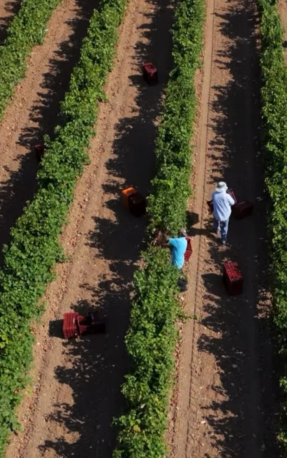 Κλάδεμα αμπέλου