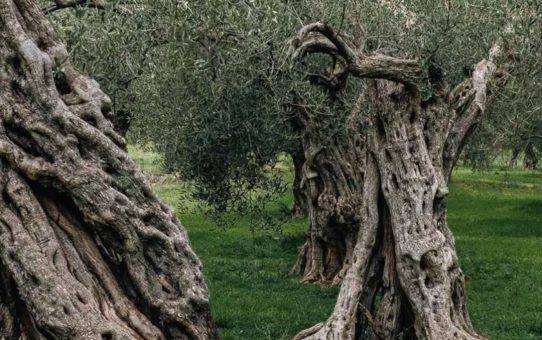 Ελαιοκομικό Μητρώο