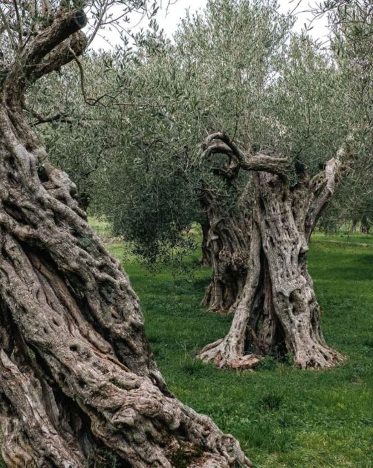 Ελαιοκομικό Μητρώο