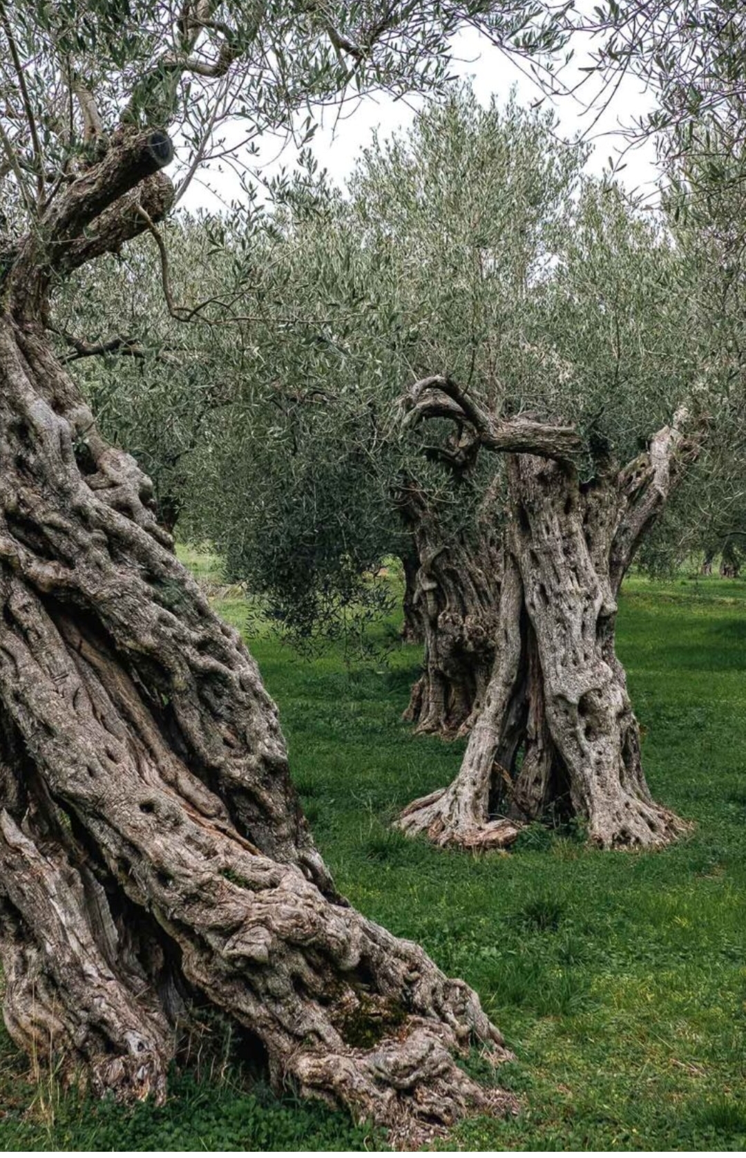 Ελαιοκομικό Μητρώο
