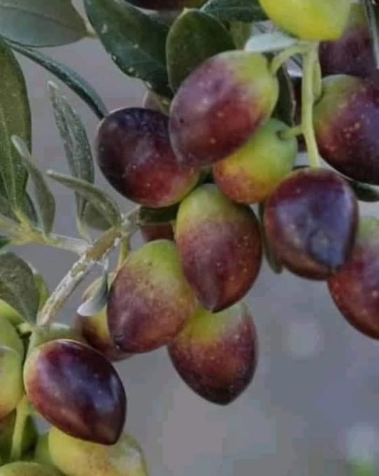 ΠΑΡΑΤΑΣΗ ΣΤΗΝ ΥΠΟΧΡΕΩΤΙΚΗ ΔΗΛΩΣΗ ΣΥΓΚΟΜΙΔΗΣ ΕΛΑΙΟΚΑΡΠΟΥ